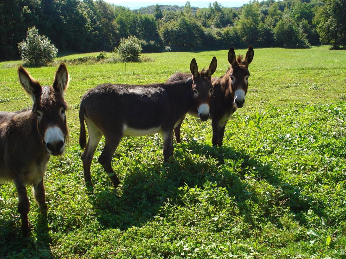 L'Oree Des Bois Dommartin-Les-Cuiseaux Bagian luar foto